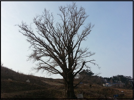 '가의도' 450년 된 은행나무 ⓒ 'go발뉴스'