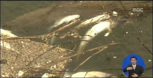 금강에 폐사된 물고기들 ⓒMBC 캡처