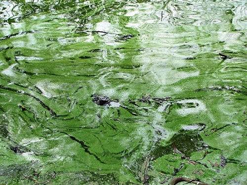 강정고령보 상류 22.6 킬로 지점에 창궐한 녹조 ⓒ 대구환경운동연합