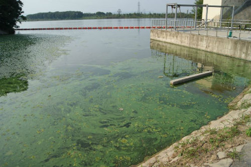 ⓒ'대구환경운동연합'