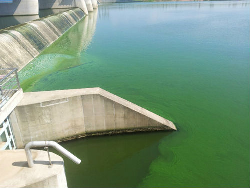 영산강에 창궐한 녹조 ⓒ '정천'