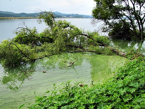강정고령보 상류 22.6킬로 지점 ⓒ'대구환경운동연합'