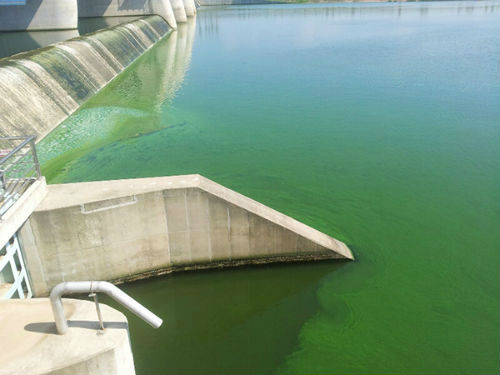 영산강에 창궐한 녹조 ⓒ '정천'