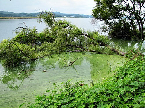 ⓒ'대구환경운동연합'