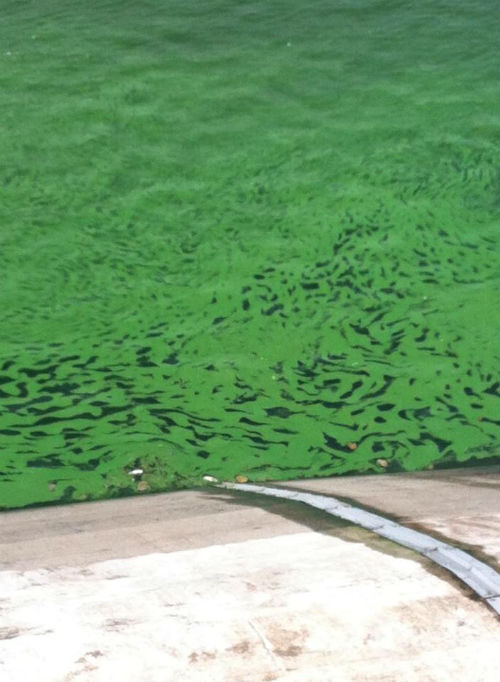 ⓒ 녹색연합 페이스북