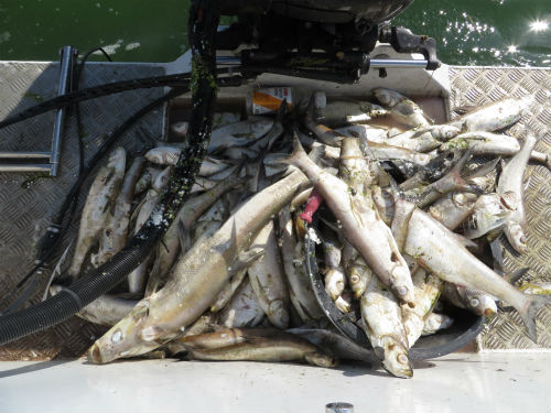 ⓒ 대구지방환경청