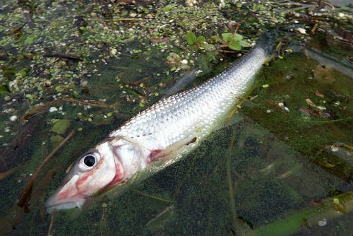 사진제공 = 대구환경운동연합