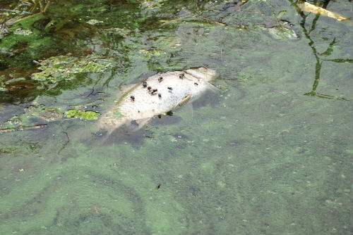 사진제공 = 대구환경운동연합
