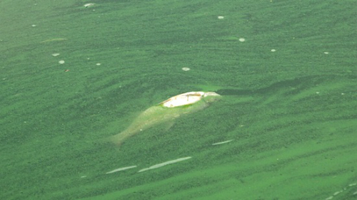 ⓒ 대구환경운동연합