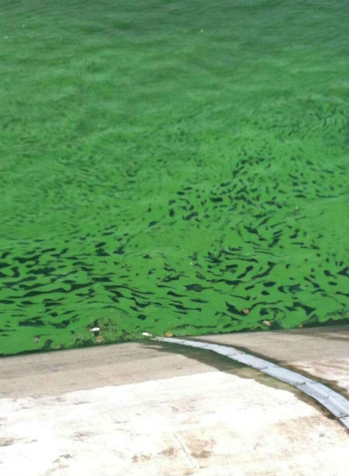 ⓒ 녹색연합 페이스북