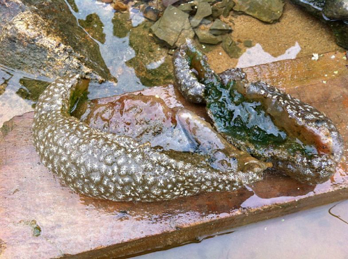 ⓒ 대구환경운동연합