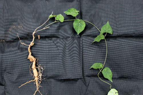 백하수오 ⓒ 정천