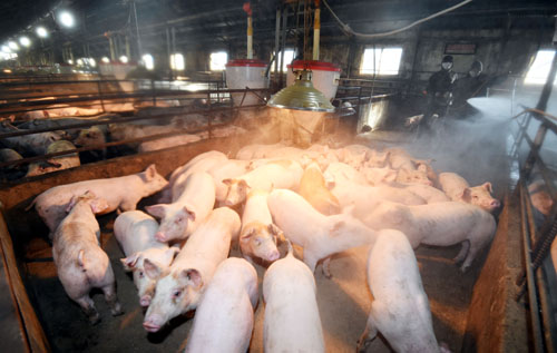 전북 김제시 돼지농장에서 구제역이 발생하며 위기단계가 관심에서 주의로 격상된 가운데 12일 오후 경기도 안성시 삼죽면의 한 돼지농장에서 관계자들이 소독을 실시하고 있다. <사진제공=뉴시스>