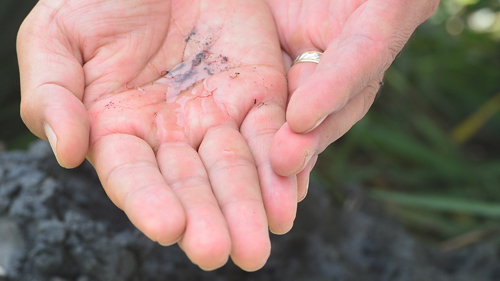 대구환경운동연합 회원이 8월31일 오전 경북 고령군 다산면 낙동강 사문진교 아래에서 잡은 4급수 지표종인 실지렁이를 현장에서 공개하고 있다. <사진제공=뉴시스>