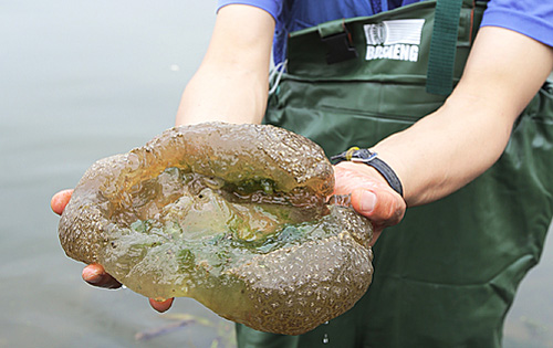 ▲ 2014년 7월7일 오전 대구 달성군 사문진교 부근 낙동강에서 4대강 사업 이후 환경변화에 대해 환경단체와 전문가들이 생태조사를 벌인 가운데 곳곳에서 발견된 '큰빗이끼벌레' 모습. <사진제공=뉴시스>