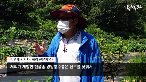 ▲ 뉴스타파는 무분별한 협찬 방송 실태를 고발하기 위해 허구의 체리농장을 만들어 수백만 원을 주고 광고성 방송을 내보내는 전 과정을 심층 보도했다. 현행 방송법상 협찬 고지는 의무 사항이 아닌데다 방심위 사후 심의에서도 잘 걸리지 않으며, 제재 수위도 솜방망이 수준에 그치고 있다. <이미지 출처=뉴스타파 보도영상 캡처>